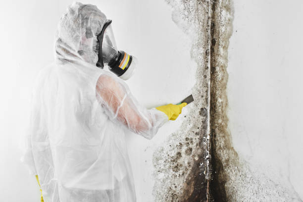 Best Kitchen Mold Remediation in Belmont, CA