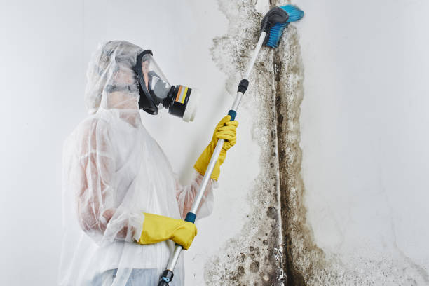 Best Post-Remediation Services in Belmont, CA