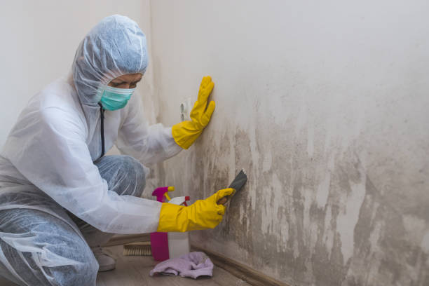 Best White Mold Remediation in Belmont, CA
