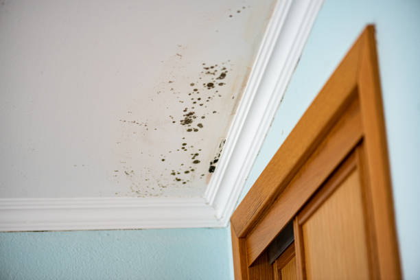  Belmont, CA Mold Removal Pros