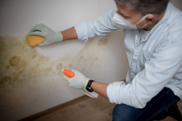 Best Bathroom Mold Remediation in Belmont, CA