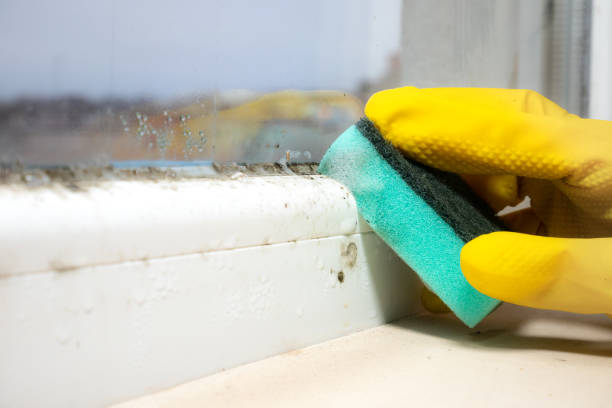 Best HVAC Mold Remediation in Belmont, CA