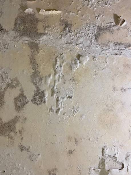 Best Basement Mold Remediation in Belmont, CA