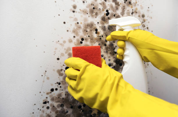 Best Commercial Mold Remediation in Belmont, CA