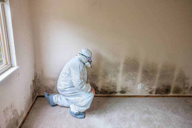 Professional Mold Remediation in Belmont, CA
