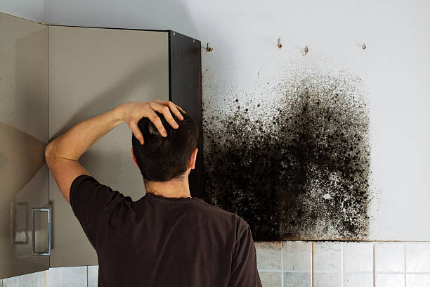 Best DIY Mold Remediation Support Services in Belmont, CA