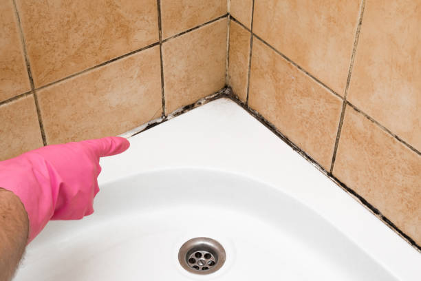 Best Mold Testing and Inspection Services in Belmont, CA